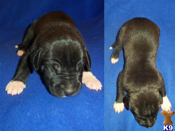 Puppies in SD