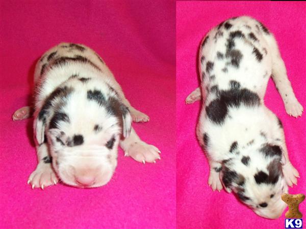 Puppies in SD