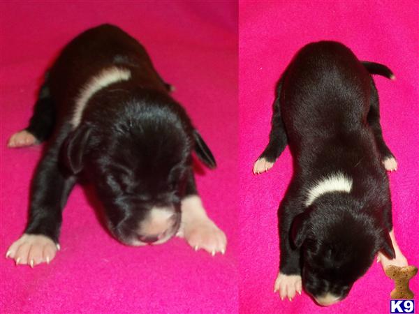Puppies in SD