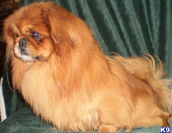 Dogs for Sale