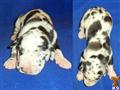 Great Dane