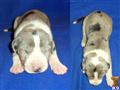 Great Dane