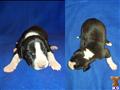 Great Dane