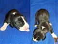 Great Dane