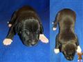 Great Dane