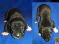 Great Dane
