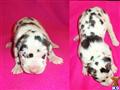 Great Dane