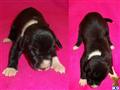 Great Dane