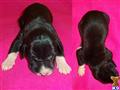 Great Dane