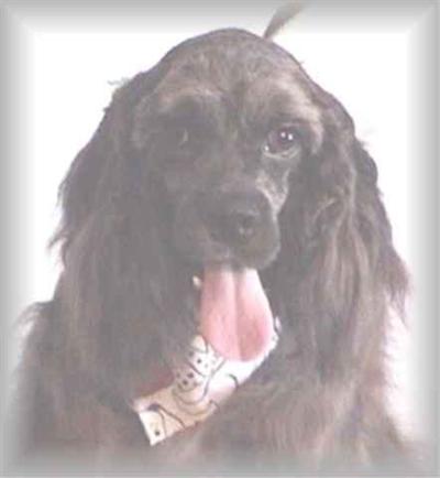 Stud Dogs - American Cocker Spaniel