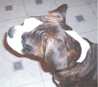 Stud Dogs in IL