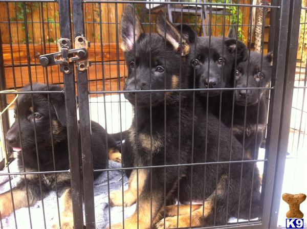 German Shepherd Puppies in FL