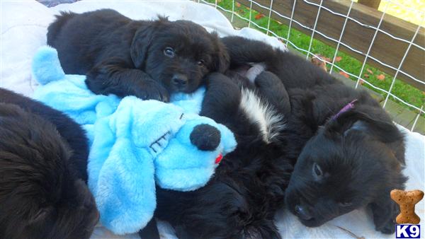 Newfoundland Puppies