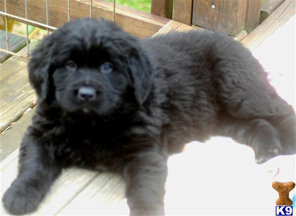Newfoundland Puppies