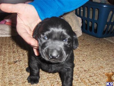 Puppies in IN