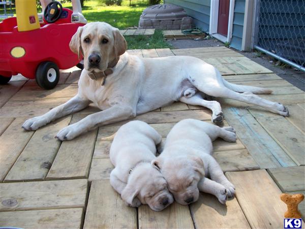 Stud Dogs in IN