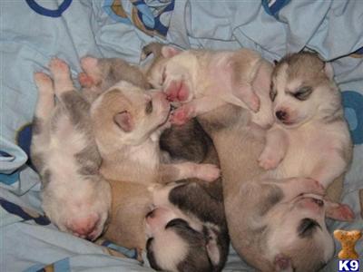 Siberian Husky Puppies for Sale