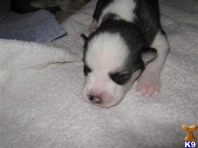 Siberian Husky Puppies for Sale