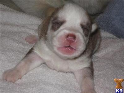 Siberian Husky Puppies for Sale