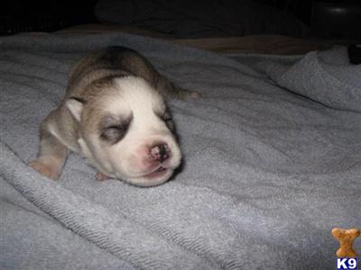 Siberian Husky Puppies for Sale
