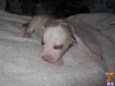 Siberian Husky Puppies for Sale