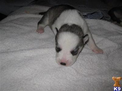 Siberian Husky Puppies for Sale