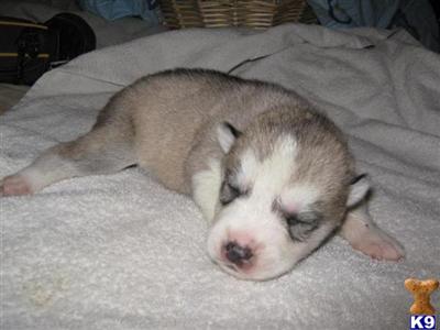 Siberian Husky Puppies for Sale