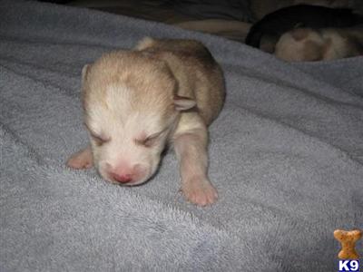 Siberian Husky Puppies for Sale