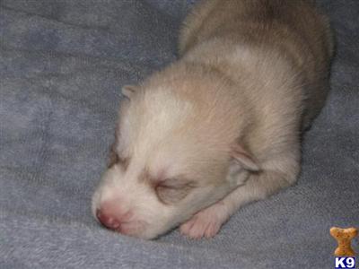 Siberian Husky Puppies for Sale