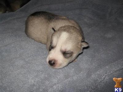 Siberian Husky Puppies for Sale