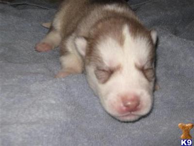 Siberian Husky Puppies for Sale