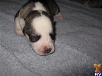 Siberian Husky Puppies for Sale