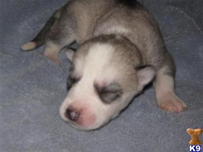 Siberian Husky Puppies for Sale