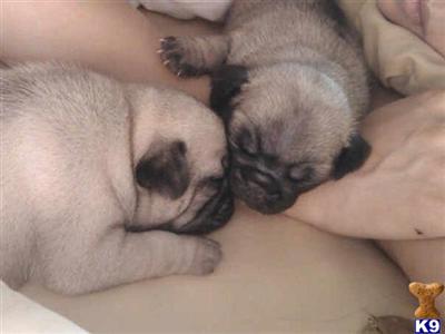 Pug Puppies in TX