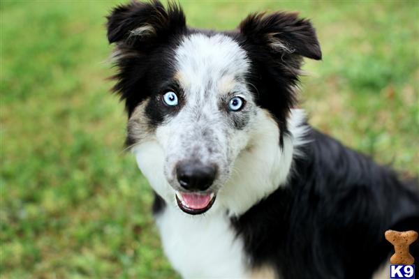 Stud Dogs - Border Collie