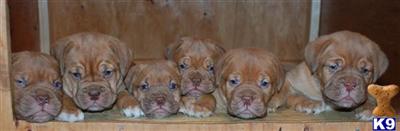 Dogue De Bordeaux Puppies for Sale
