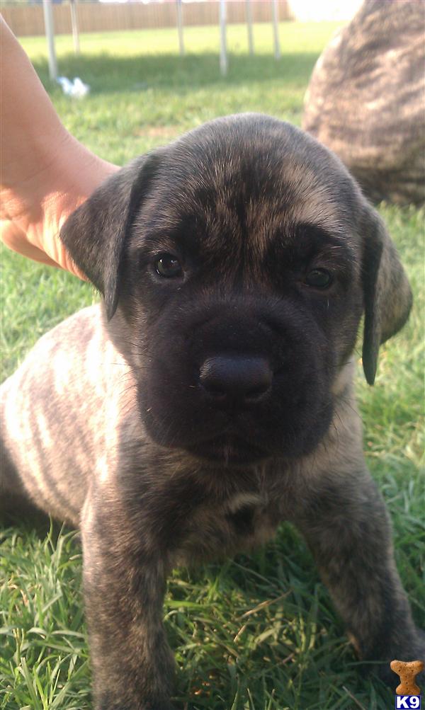 Puppies in Jacksonville
