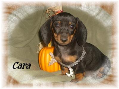 Puppies for Sale