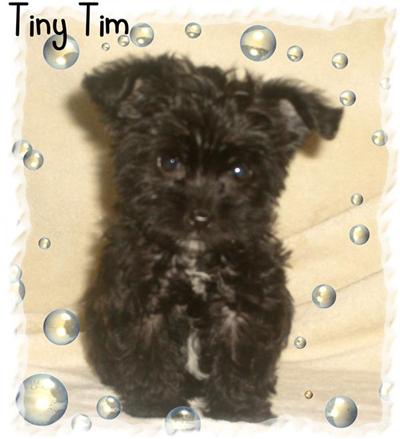 Puppies for Sale