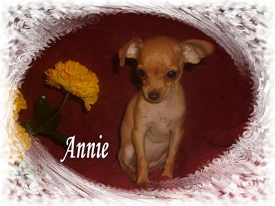 Puppies for Sale