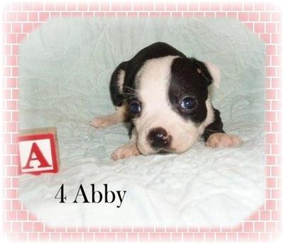 Puppies in BLOOMINGTON