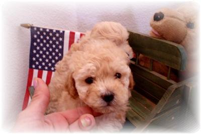 Puppies in BLOOMINGTON