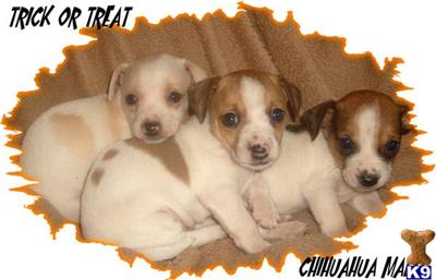 Chihuahua Puppies for Sale