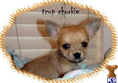 Mixed Breed Puppies in CA