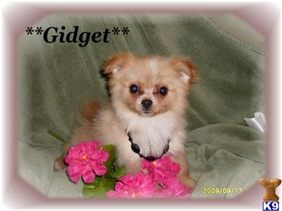 Mixed Breed Puppies in CA