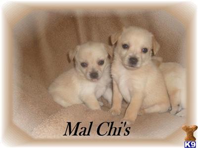 Mixed Breed Puppies for Sale