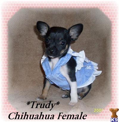 Chihuahua Puppies for Sale