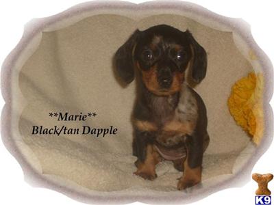 Dachshund Puppies for Sale