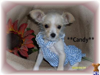 Mixed Breed Puppies in CA