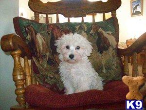 Maltipoo Puppies for Sale